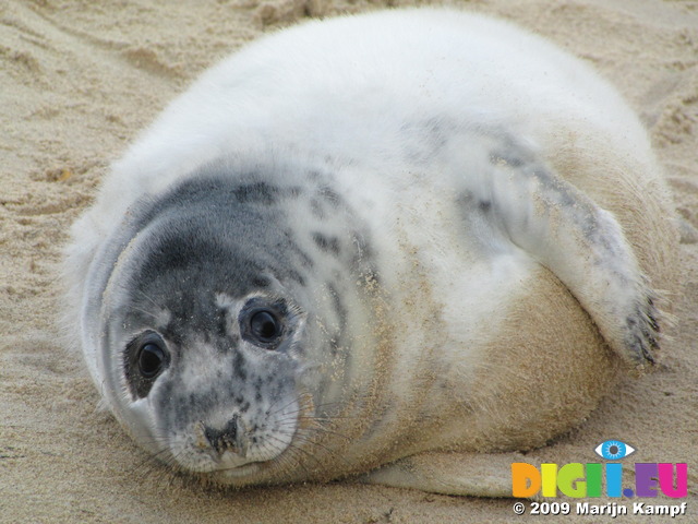 SX11300 Cute Grey or atlantic seal pup on beach (Halichoerus grypsus)